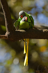 Psittacula himalayana