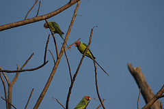 Psittacula cyanocephala