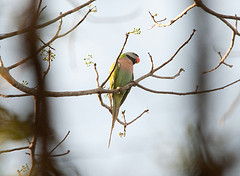 Psittacula alexandri