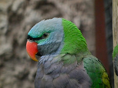 Psittacula derbiana