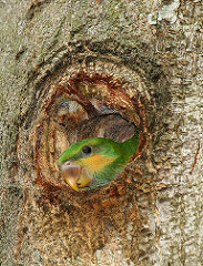 Psittacula longicauda