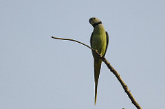 Psittacula columboides