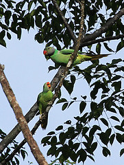 Psittacula calthrapae