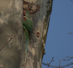 Psittacula eupatria