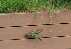 Psittacella madaraszi