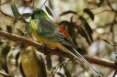 Psephotus haematonotus