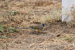 Northiella haematogaster