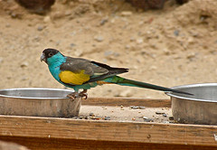 Psephotellus dissimilis