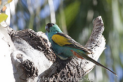 Psephotellus chrysopterygius