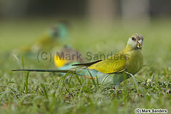 Psephotellus pulcherrimus