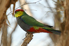 Purpureicephalus spurius