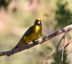 Platycercus caledonicus