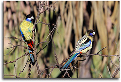 Platycercus venustus