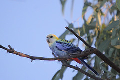 Platycercus adscitus