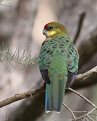 Platycercus icterotis