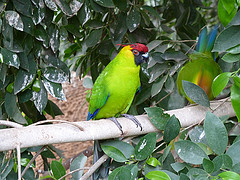 Eunymphicus cornutus