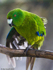 Cyanoramphus unicolor