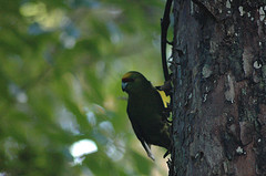 Cyanoramphus auriceps
