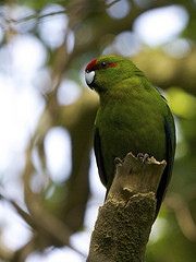 Cyanoramphus novaezelandiae