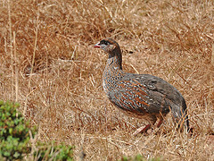 Pternistis castaneicollis