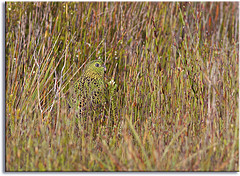 Pezoporus occidentalis