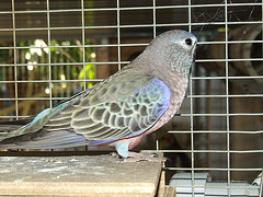 Neopsephotus bourkii