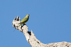 Neophema chrysostoma