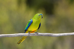 Neophema chrysogaster