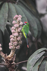 Oreopsittacus arfaki