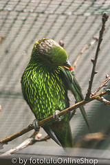 Charmosyna multistriata