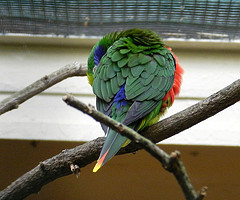 Charmosyna placentis