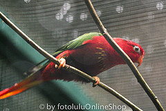 Charmosyna pulchella