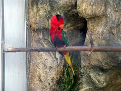 Charmosyna josefinae