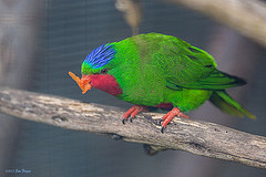 Vini australis