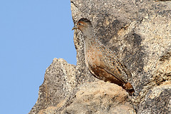 Pternistis hartlaubi