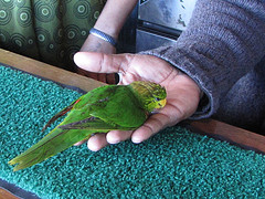 Neopsittacus musschenbroekii