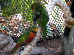 Neopsittacus pullicauda