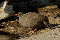Pternistis adspersus