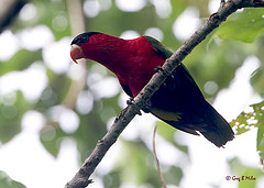 Lorius hypoinochrous