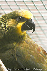 Chalcopsitta duivenbodei