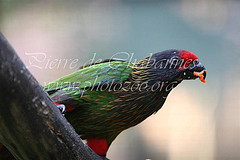 Chalcopsitta scintillata