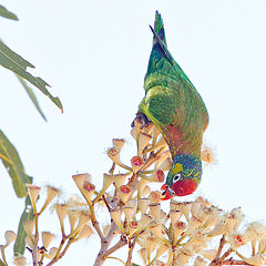 Psitteuteles versicolor