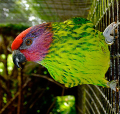 Psitteuteles goldiei