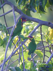 Trichoglossus ornatus