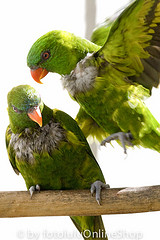 Trichoglossus weberi