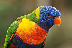 Trichoglossus haematodus