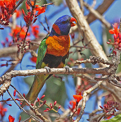 Trichoglossus rubritorquis