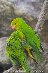 Trichoglossus euteles