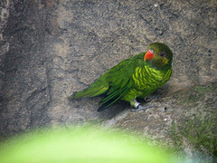 Trichoglossus flavoviridis