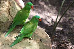 Trichoglossus chlorolepidotus